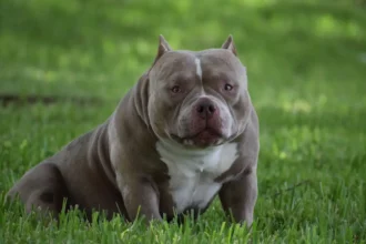 Black Tri American Bully