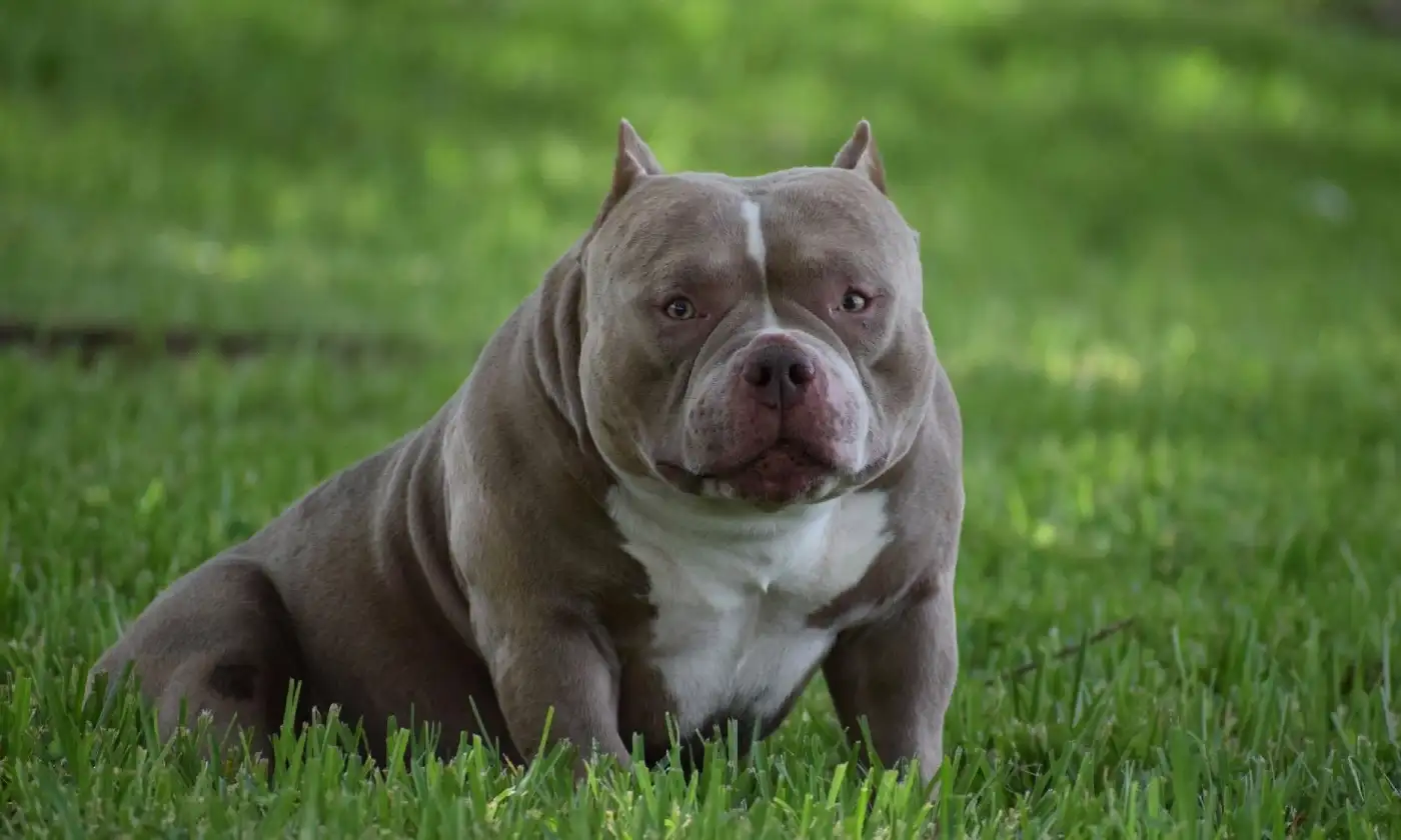 Black Tri American Bully