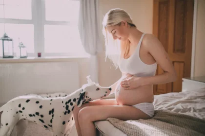 Can You Spay A Dog While Pregnant Home Pets Coach
