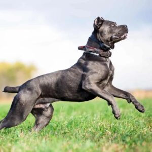 Cane Corso Training With A Collar