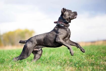 Cane Corso Training With A Collar