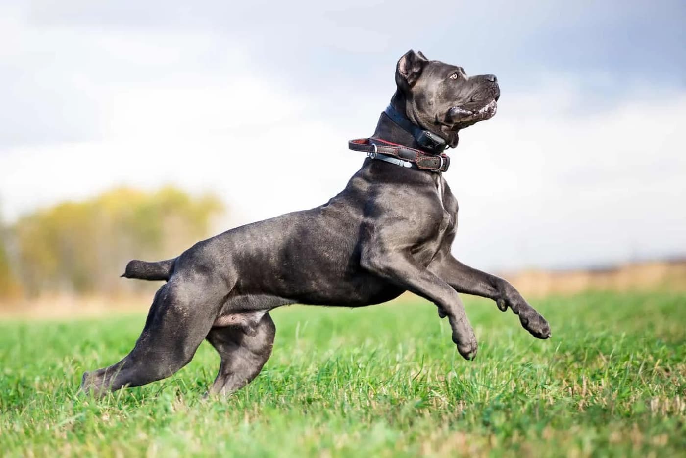 Best collar for cane corso Types & Their Functions Pets Coach
