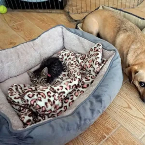 Cat Dragging Bed To Nap With Dogs