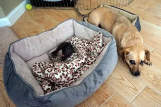Cat Dragging Bed To Nap With Dogs
