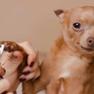 Dog Cutting Nails