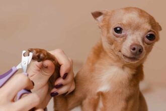Dog Cutting Nails