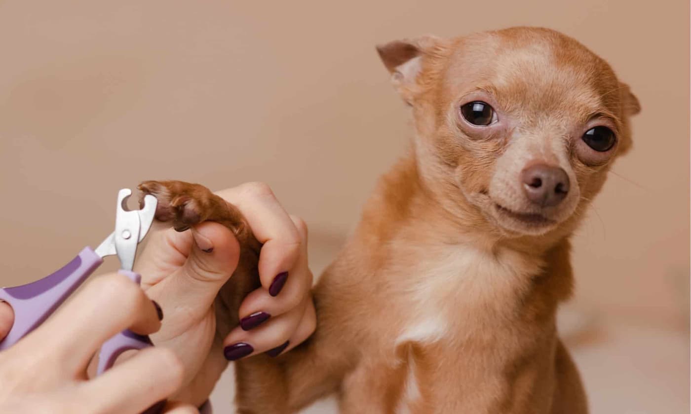 Dog Cutting Nails