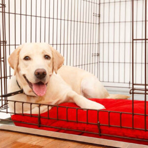 Dog In Crate 20 Hours A Day