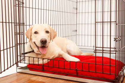 Dog In Crate 20 Hours A Day Home Pets Coach