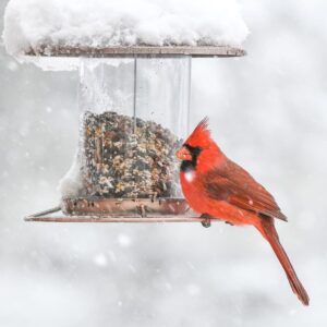Feed Your Backyard Birds During The Winter