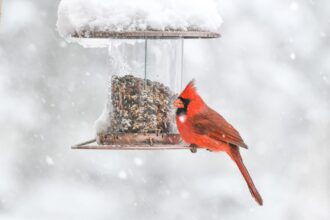 Feed Your Backyard Birds During The Winter