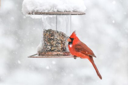 Feed Your Backyard Birds During The Winter