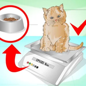 Homemade Cat Food To Gain Weight
