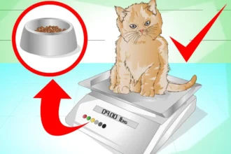 Homemade Cat Food To Gain Weight