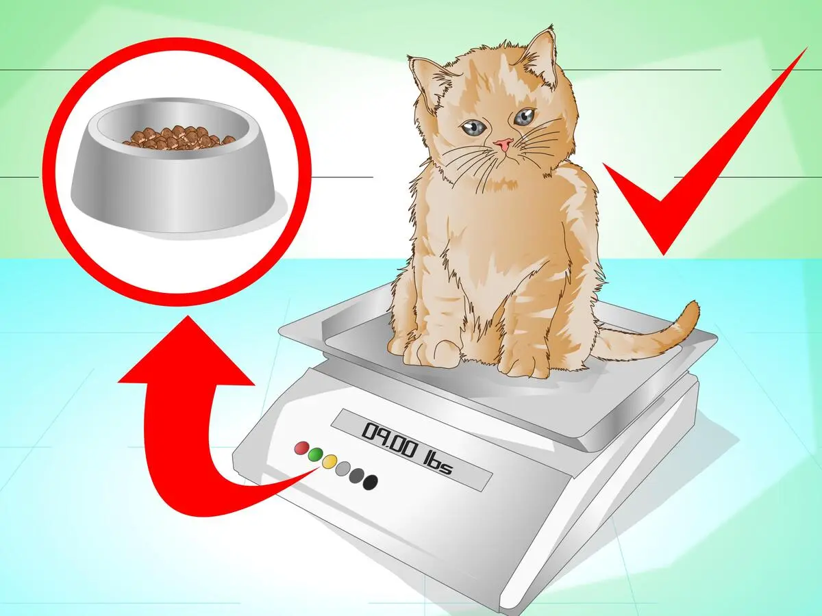 Homemade Cat Food To Gain Weight