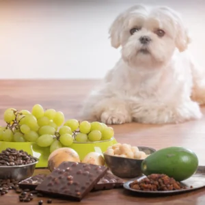 Homemade Dog Food For Maltese