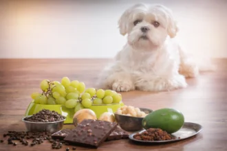 Homemade Dog Food For Maltese