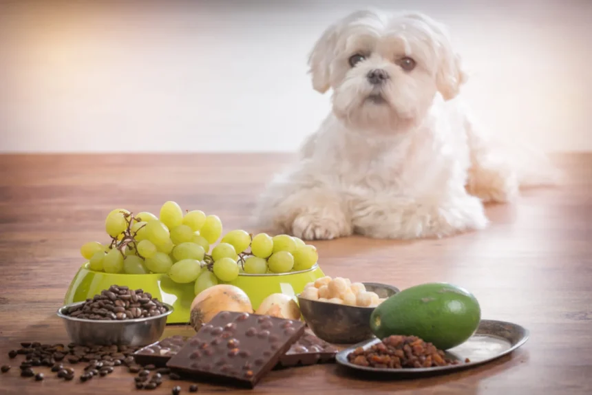 Homemade Dog Food For Maltese Home Pets Coach