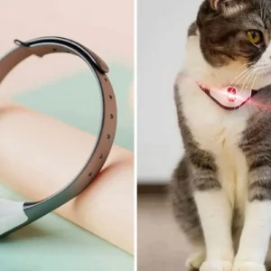 My Cat Keeps Taking Off Collar
