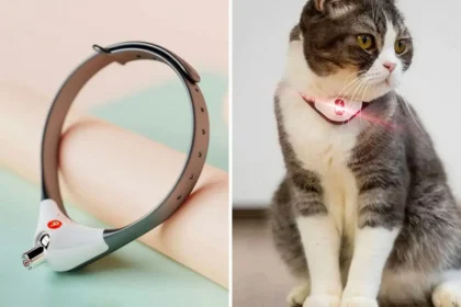 My Cat Keeps Taking Off Collar Home Pets Coach