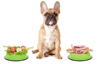Raw Food Diet For French Bulldogs