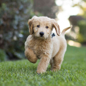 The Best Shampoo For Goldendoodles