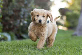 The Best Shampoo For Goldendoodles