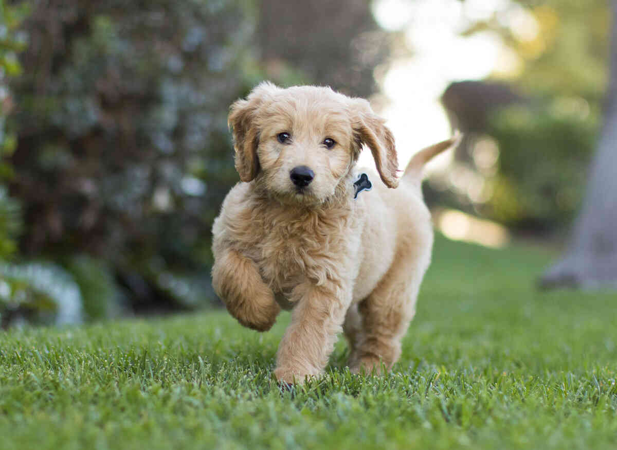 The best shampoo for goldendoodles Pets Coach