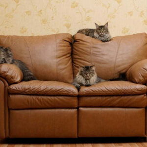 Cat Scratching Leather Couch Fix