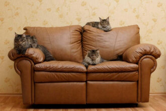 Cat Scratching Leather Couch Fix