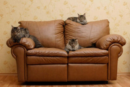Cat Scratching Leather Couch Fix