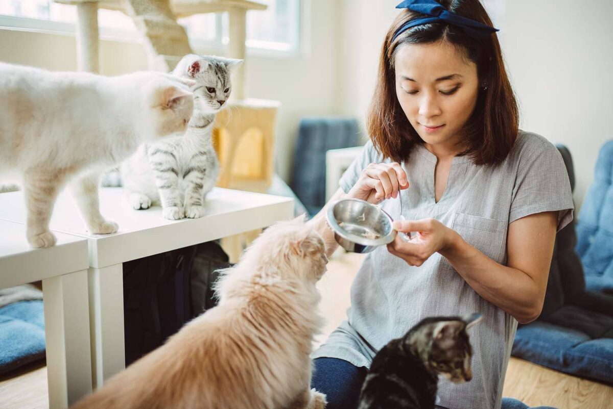 How to Take Care of Cats Tips and Advice Complete Guide 2023