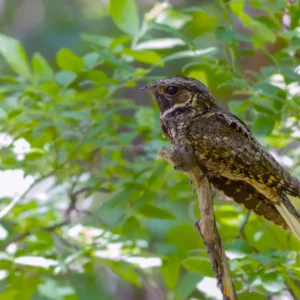 What Bird Sounds Like A Whippoorwill