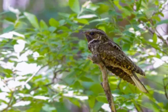 What Bird Sounds Like A Whippoorwill