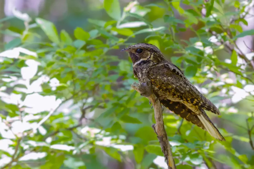 What Bird Sounds Like A Whippoorwill Home Pets Coach