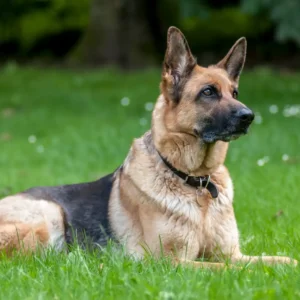 8 Weeks Pregnant German Shepherd