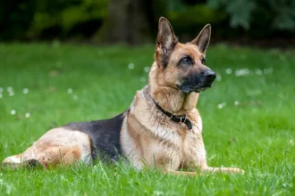 8 Weeks Pregnant German Shepherd