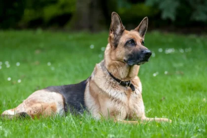 8 Weeks Pregnant German Shepherd