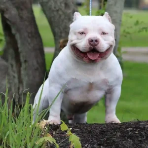 American Bully Skin Allergies