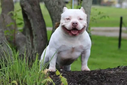 American Bully Skin Allergies