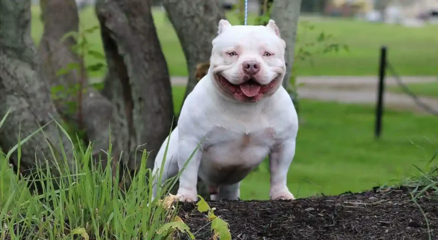American Bully Skin Allergies Home Pets Coach