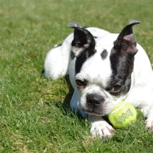 Best Supplements For French Bulldogs