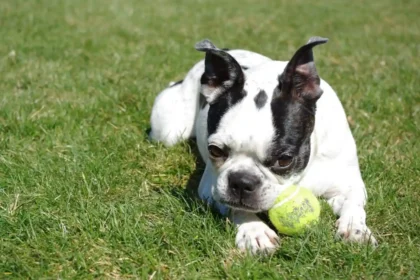 Best Supplements For French Bulldogs
