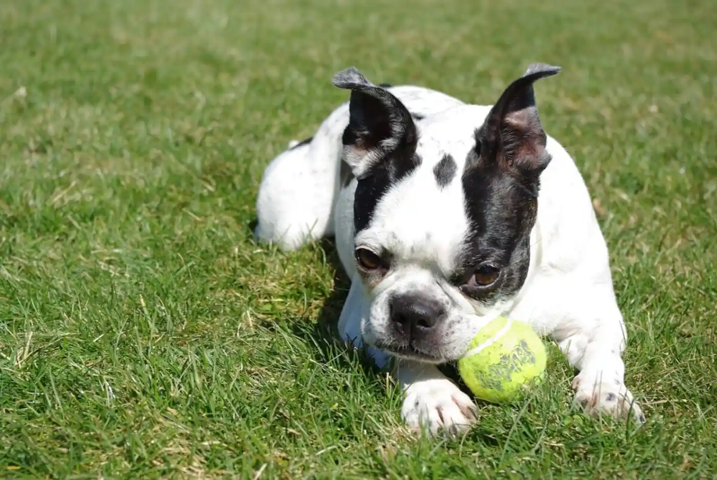 Best Supplements For French Bulldogs