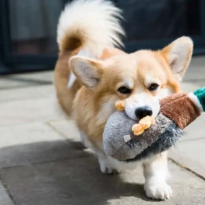 Best Toys For Corgis