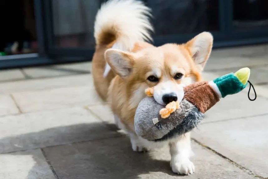 Best Toys For Corgis Home Pets Coach
