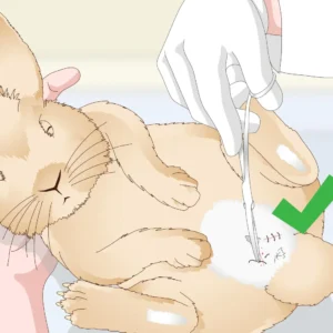 Can A Neutered Male Cat Still Get A Female Pregnant