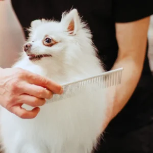 Cat Groomers For Difficult Cats
