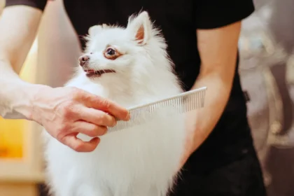 Cat Groomers For Difficult Cats
