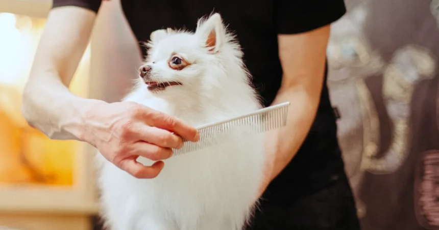 Cat Groomers For Difficult Cats Home Pets Coach